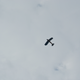 Surprise Tigermoth